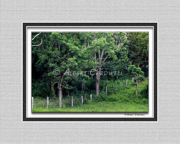 LN 5555-B-21 TREES AND FENCE