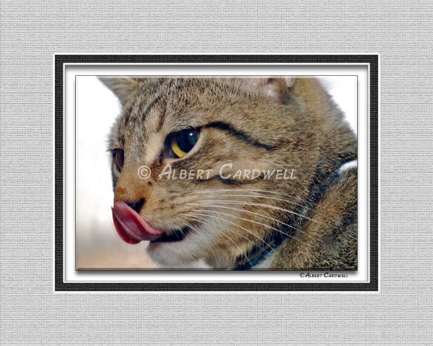 LC-0057 CAT LICKING NOSE