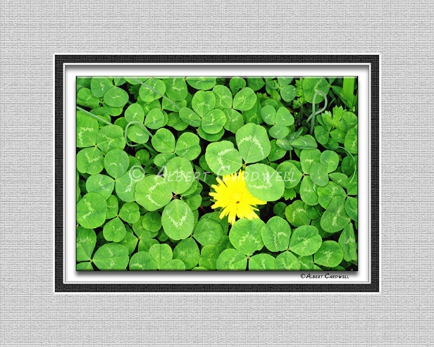 OC-AC-0026-21 CLOVER WITH YELLOW FLOWER