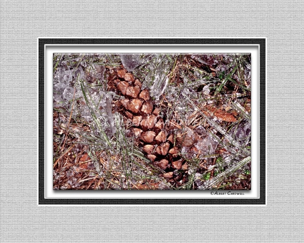 WT-5424-B-38 PINE CONE IN ICE